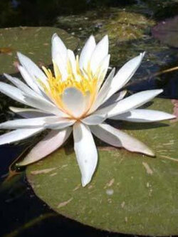 บัวอัลบิด้า สีขาว / 100 เม็ด