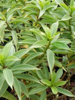 ต้นบานบุรีเงิน ดอกเหลือง กระถาง สูง 50-60 ซ.ม. / ต้น