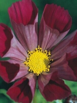 ดาวกระจาย (Cosmos - Pied Piper Red) สีแดง / 100 เม็ด (UK)