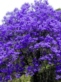 ศรีตรัง (Jacaranda mimosifolia) / 60 เม็ด (UK)