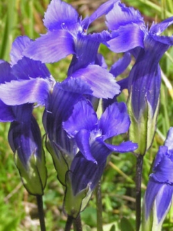 บลู เจนเทียน (Blue Gentian) / 50 เม็ด (Moldova)