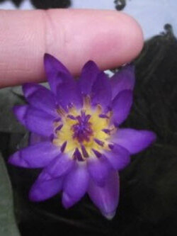 บัวจิ๋ว (Water lily) สีม่วง / 200 เม็ด