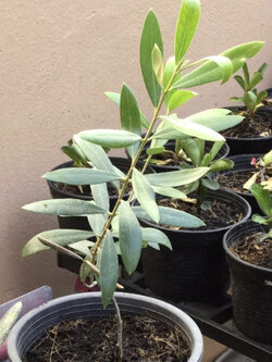 ต้นมะกอกโอลีฟ (Olea europaea) สูง 20-30 ซ.ม. / ต้น