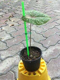 ต้นบอนสี นกศรีอุษา กระถาง 4 นิ้ว