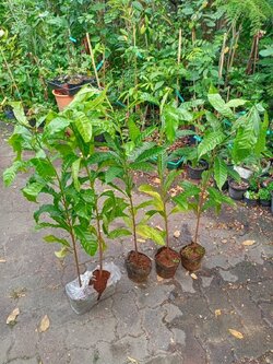 ต้นเอบิวไต้หวัน อะบิว เพาะเมล็ด ต้นใหญ่ สูง 90-110 ซ.ม. ผลใหญ่