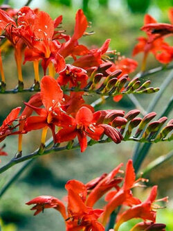 โครคอสเมียร์ (Crocosmia Lucifer / Montbretia) / 25 เม็ด (Spain)