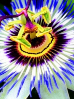 สร้อยฟ้า (Passion Flower) / 40 เม็ด (UK)