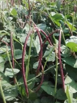 ถั่วฝักยาวไร้ค้าง หรือถั่วพุ่ม สีม่วง / 20 เม็ด