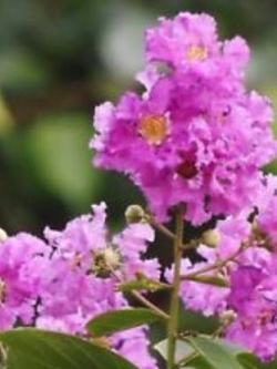 เมล็ดพันธุ์ ยี่เข่ง (Crape Myrtle) สีชมพู / 5 เม็ด (ไทย)