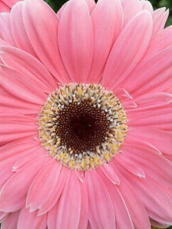 เยอบีร่า (Gerbera) สีชมพู / 100 เม็ด