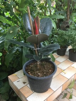 ต้นยางอินเดีย ใบดำ สูง 30-50 ซ.ม. / ต้น