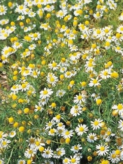 โรมัน คาโมมายล์ (Roman Chamomile) / 10,000 เม็ด (UK)
