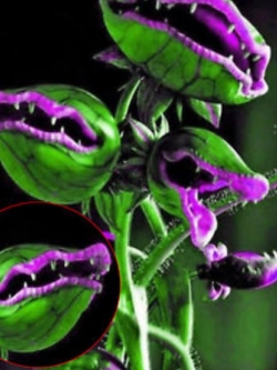 กาบหอยแครงยักษ์ (Giant Venus Flytrap) ปากชมพู-ม่วง / 50 เม็ด