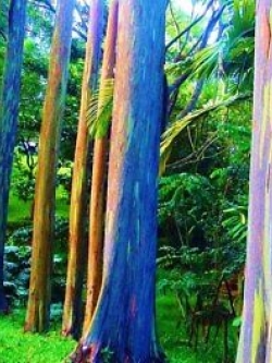 ยูคาลิปตัสแฟนซี (Rainbow Eucalyptus) / 500 เม็ด (Portugal)
