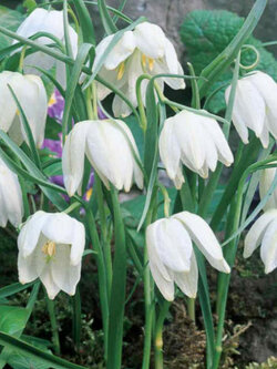 มงกุฏจักรพรรดิ์ (Crown Imperial) สีขาว / 50 เม็ด