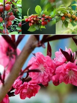 เฟื่องฟ้าบอนไซ (Bougainvillea bonsai) แดง / 100 เม็ด (นอก)
