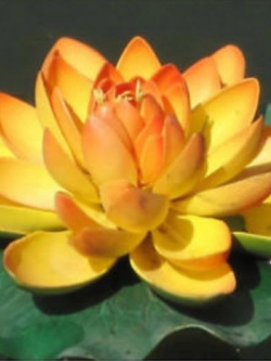 บัวจิ๋ว สีทอง (Mini Golden Lotus) / 5 เม็ด (นอก)