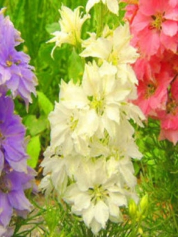 ร็อคเก็ท ลาร์คสเปอร์ (Rocket Larkspur) คละ / 600 เม็ด (UK)