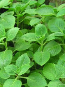 ต้นหูเสือ หรือเนียมหูเสือ กระถาง 4 นิ้ว / ต้น