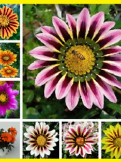 กาซาเนีย หรือพระจันทร์ทรงกลด (Gazania) คละ / 200 เม็ด