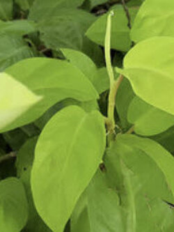 ต้นฟิโลทอง (Golden Philo) กระถาง 4 นิ้ว