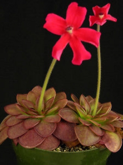 Red Mexican Butterwort / 5 เม็ด (Israel)