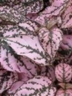 ละอองดาว หรือไฮโพเอสเตท - สแปลช ซีเล็ค (Hypoestes - Splash Select) ชมพู / 10 เม็ด (UK)