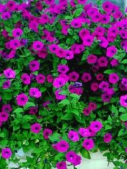 พิทูเนียม่วง (Petunia Violet) สีม่วง / 1,000 เม็ด (UK)