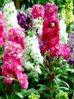 ไวโอเล็ต (Violet - Mammouth Excelsior) / 150 เม็ด (UK)