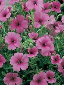 วิสคาเรีย - โรส แองเจิ้ล (Viscaria - Rose Angel) / 100 เม็ด (USA)