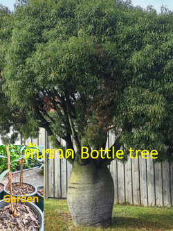 ต้นขวด bottle tree / Brachychiton Rupestris เพาะเมล็ด สูง 10-30 ซ.ม. กระถาง 6 นิ้ว
