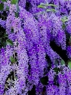 ต้นพวงครามออสเตรเลีย กระถาง 12 นิ้ว สูง 80-100 ซ.ม. / ต้น (XL)