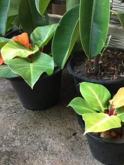 ต้นฟิโล กุมารเรียกทรัพย์ หรือฟิโลเชอรี่เรด กระถาง 6 นิ้ว