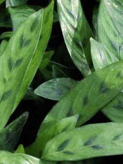 ต้นคล้ากาเหว่า กระถาง 6 นิ้ว (S)