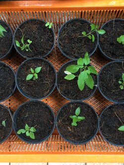 ต้นกล้าทองอุไร กระถาง 4 นิ้ว สูง 10-20 ซ.ม. เพาะเมล็ด