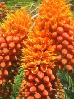 ต้นทองพลุ (Colville's Glory) สูง 20-40 ซ.ม.