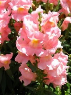 ดอกลิ้นมังกร (Snapdragon) ดอกใหญ่ สีชมพู ต้นสูง / 2,000 เม็ด (Ukraine)