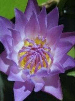 บัว August Koch สีม่วง / 200 เม็ด