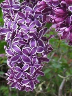 ไลแลค ญี่ปุ่น (Japanese Lilac) สีม่วงขอบขาว / 50 เม็ด (นอก)