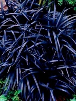 หญ้าสับปะรด (Pineapple grass) สีม่วง / 100 เม็ด