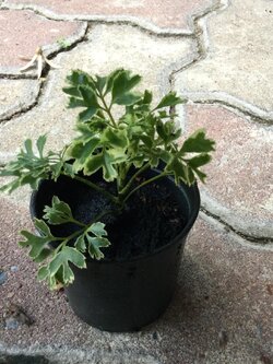 ต้นเล็บครุฑแคระ ใบด่าง กระถาง 2 นิ้ว