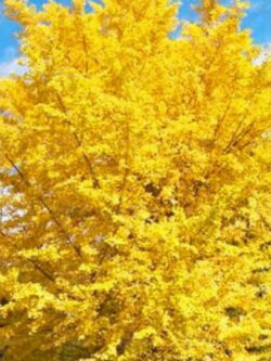 แปะก๊วยสีทอง (Gold Ginkgo) / 5 เม็ด