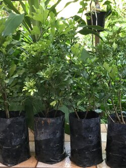 ต้นประยงค์ ถุงดำ สูง 50-60 ซ.ม. / ต้น