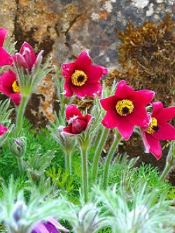 พาสคิว ฟลาวเวอร์ แดง (Pasque flower Red) / 70 เม็ด (UK)