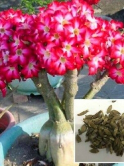 ชวนชม สีแดง / 25 เม็ด (นอก)