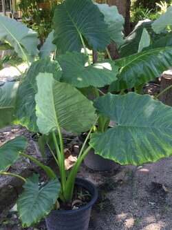 ต้นบอนหูช้าง กระถาง 12 นิ้ว