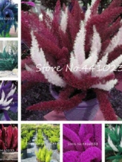 ปริกหางกระรอก (Foxtail Fern) คละ / 50 เม็ด (นอก)