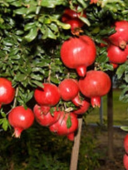 ทับทิม แองเจิ้ลเรด (Angel Red) / 10 เม็ด (UK)