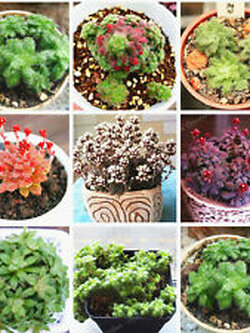 คราสซูล่า (Crassula) คละ / 50 เม็ด