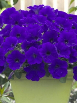 พิทูเนียเลื้อย (Trailing Petunia) น้ำเงิน (B) / 5,000 เม็ด (Serbia)